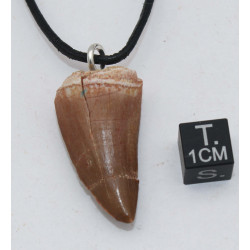 Collier pendentif dent de dinosaure dans une boite - Mosasaure (Maroc - 065**)