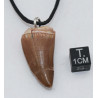Collier pendentif dent de dinosaure dans une boite - Mosasaure (Maroc - 065**)