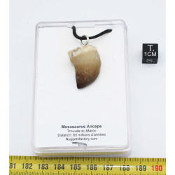 Collier pendentif dent de dinosaure dans une boite - Mosasaure (Maroc - 066**)
