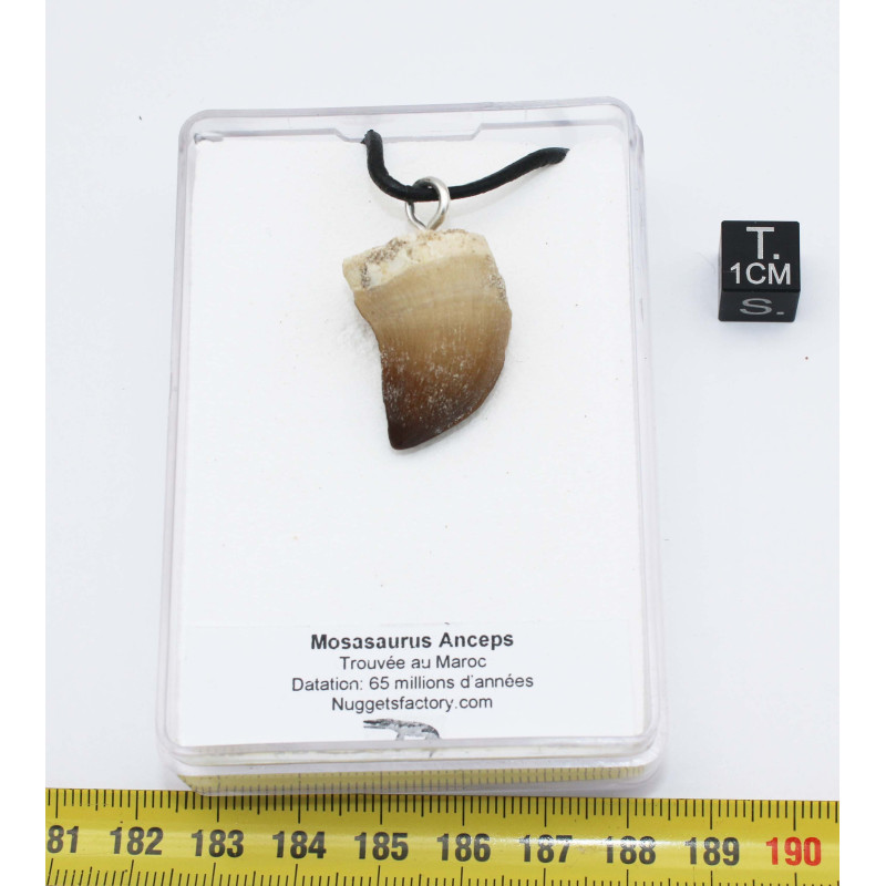 Collier pendentif dent de dinosaure dans une boite - Mosasaure (Maroc - 066**) Collier pendentif dent de dinosaure dans une boite - Mosasaure (Maroc - 066**)