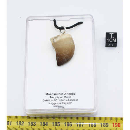 Collier pendentif dent de dinosaure dans une boite - Mosasaure (Maroc - 066**)