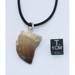 Collier pendentif dent de dinosaure dans une boite - Mosasaure (Maroc - 066**)
