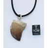 Collier pendentif dent de dinosaure dans une boite - Mosasaure (Maroc - 066**) Collier pendentif dent de dinosaure dans une boite - Mosasaure (Maroc - 066**)