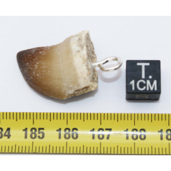 Collier pendentif dent de dinosaure dans une boite - Mosasaure (Maroc - 066**)