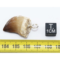 Collier pendentif dent de dinosaure dans une boite - Mosasaure (Maroc - 066**)