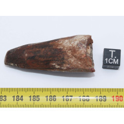 Dent de dinosaure Spinosaurus Aegypticus dans une boite (Maroc - 5.3 centimètres - 237**)