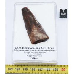Dent de dinosaure Spinosaurus Aegypticus dans une boite (Maroc - 5.3 centimètres - 237**)