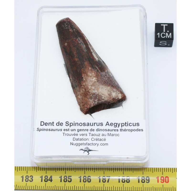 Dent de dinosaure Spinosaurus Aegypticus dans une boite (Maroc - 5.3 centimètres - 237**) Dent de dinosaure Spinosaurus Aegypticus dans une boite (Maroc - 5.3 centimètres - 237**)