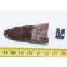 Dent de dinosaure Spinosaurus Aegypticus dans une boite (Maroc - 5.3 centimètres - 237**) Dent de dinosaure Spinosaurus Aegypticus dans une boite (Maroc - 5.3 centimètres - 237**)