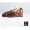 Dent de dinosaure Spinosaurus Aegypticus dans une boite (Maroc - 5.3 centimètres - 237**) Dent de dinosaure Spinosaurus Aegypticus dans une boite (Maroc - 5.3 centimètres - 237**)