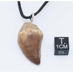 Collier pendentif dent de dinosaure dans une boite - Mosasaure (Maroc -  067**)