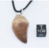 Collier pendentif dent de dinosaure dans une boite - Mosasaure (Maroc -  067**) Collier pendentif dent de dinosaure dans une boite - Mosasaure (Maroc -  067**)