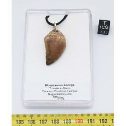 Collier pendentif dent de dinosaure dans une boite - Mosasaure (Maroc -  067**)