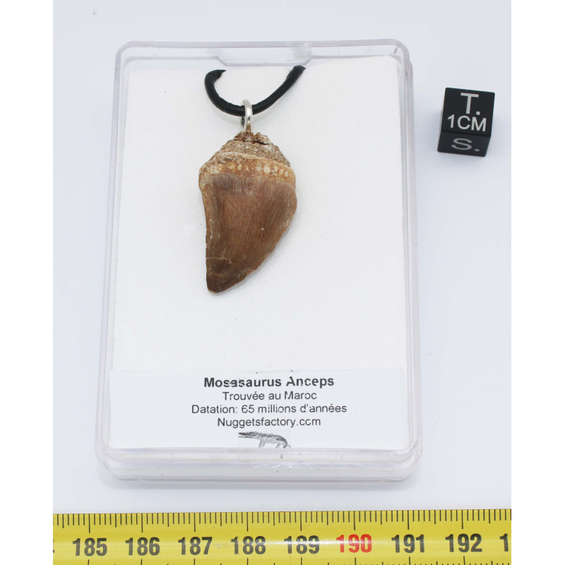 Collier pendentif dent de dinosaure dans une boite - Mosasaure (Maroc -  067**) Collier pendentif dent de dinosaure dans une boite - Mosasaure (Maroc -  067**)