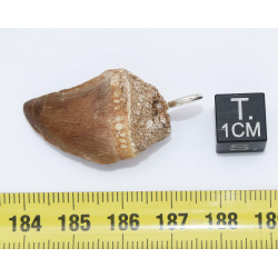 Collier pendentif dent de dinosaure dans une boite - Mosasaure (Maroc -  067**)