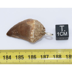 Collier pendentif dent de dinosaure dans une boite - Mosasaure (Maroc -  067**)