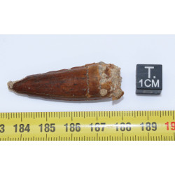Dent de dinosaure Spinosaurus Aegypticus dans une boite (Maroc - 4.2 centimètres - 238**)