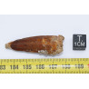 Dent de dinosaure Spinosaurus Aegypticus dans une boite (Maroc - 4.2 centimètres - 238**) Dent de dinosaure Spinosaurus Aegypticus dans une boite (Maroc - 4.2 centimètres - 238**)