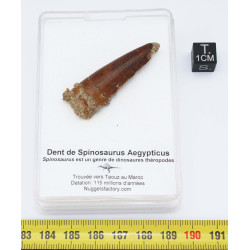 Dent de dinosaure Spinosaurus Aegypticus dans une boite (Maroc - 4.2 centimètres - 238**)