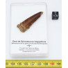 Dent de dinosaure Spinosaurus Aegypticus dans une boite (Maroc - 4.2 centimètres - 238**) Dent de dinosaure Spinosaurus Aegypticus dans une boite (Maroc - 4.2 centimètres - 238**)