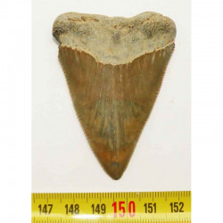 dent de requin Carcharodon carcharias ( 6.8 cm - 191 )