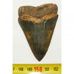 dent de requin Carcharodon carcharias ( 7.0 cm - 192 )