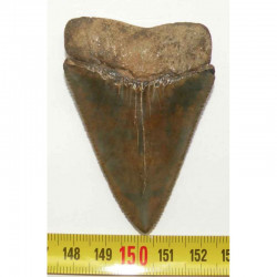 dent de requin Carcharodon carcharias ( 7.0 cm - 192 )