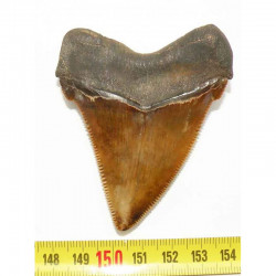 dent de requin Carcharocles chubutensis ( 7.2 cms - 049 )