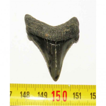 dent de requin Carcharocles chubutensis ( 4.2 cms - 050 )
