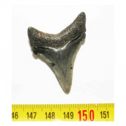 dent de requin Carcharocles chubutensis ( 4.2 cms - 050 )