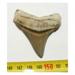 dent de requin Carcharocles chubutensis ( 5.6 cms - 051 )