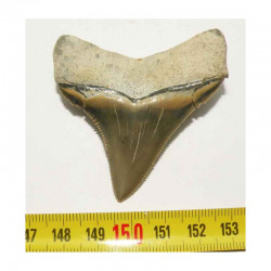 dent de requin Carcharocles chubutensis ( 5.6 cms - 051 )