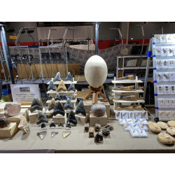 Dent de dinosaure Spinosaurus Aegypticus (Maroc  - 8.3 centimètres - 240**)