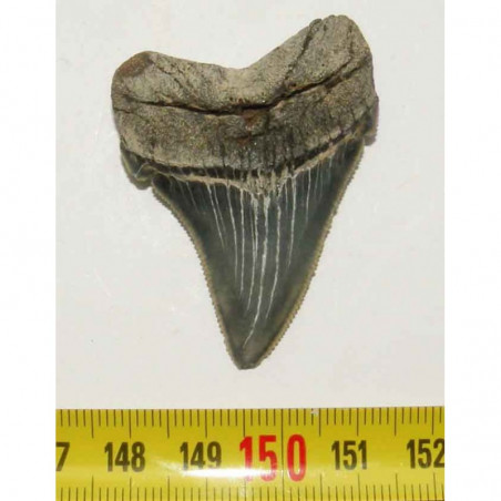 dent de requin Carcharocles chubutensis ( 4.9 cms - 052 )