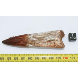 Dent de dinosaure Spinosaurus Aegypticus (Maroc  - 8.3 centimètres - 240**)