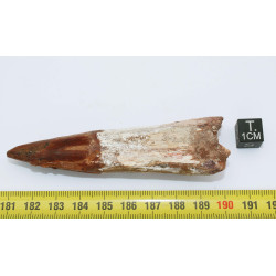 Dent de dinosaure Spinosaurus Aegypticus (Maroc  - 8.3 centimètres - 240**)
