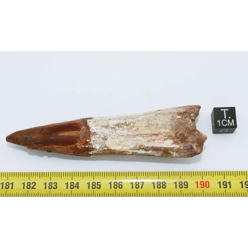 Dent de dinosaure Spinosaurus Aegypticus (Maroc  - 8.3 centimètres - 240**)