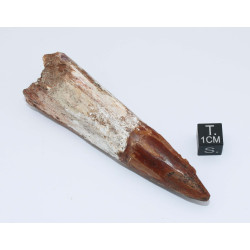Dent de dinosaure Spinosaurus Aegypticus (Maroc  - 8.3 centimètres - 240**)
