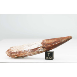 Dent de dinosaure Spinosaurus Aegypticus (Maroc  - 8.3 centimètres - 240**)