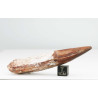 Dent de dinosaure Spinosaurus Aegypticus (Maroc  - 8.3 centimètres - 240**)