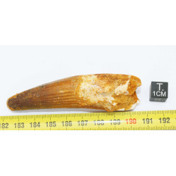 Dent de dinosaure Spinosaurus Aegypticus (Maroc  - 8.2 centimètres - 239**)