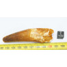 Dent de dinosaure Spinosaurus Aegypticus (Maroc  - 8.2 centimètres - 239**)