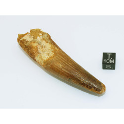 Dent de dinosaure Spinosaurus Aegypticus (Maroc  - 8.2 centimètres - 239**)