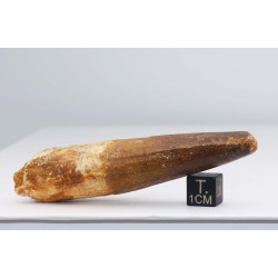 Dent de dinosaure Spinosaurus Aegypticus (Maroc  - 8.2 centimètres - 239**)