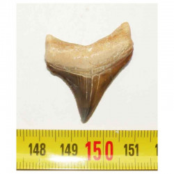 dent de requin Carcharocles chubutensis ( 3.5 cms - 053 )