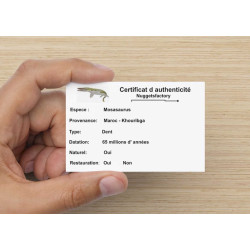 Collier pendentif dent de dinosaure dans une boite - Mosasaure (Maroc - 068**)