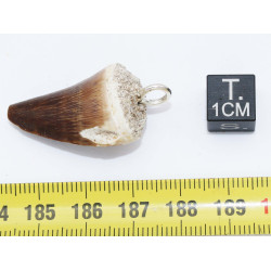 Collier pendentif dent de dinosaure dans une boite - Mosasaure (Maroc - 068**)