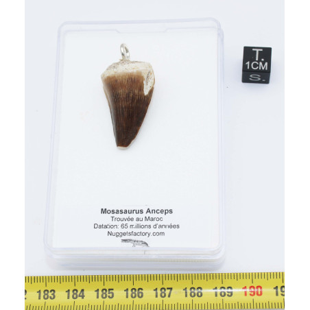 Collier pendentif dent de dinosaure dans une boite - Mosasaure (Maroc - 068**)