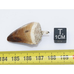Collier pendentif dent de dinosaure dans une boite - Mosasaure (Maroc - 068**)