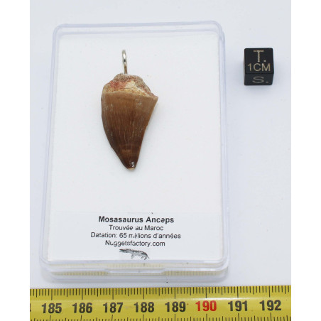 Collier pendentif dent de dinosaure dans une boite - Mosasaure (Maroc - 069**)